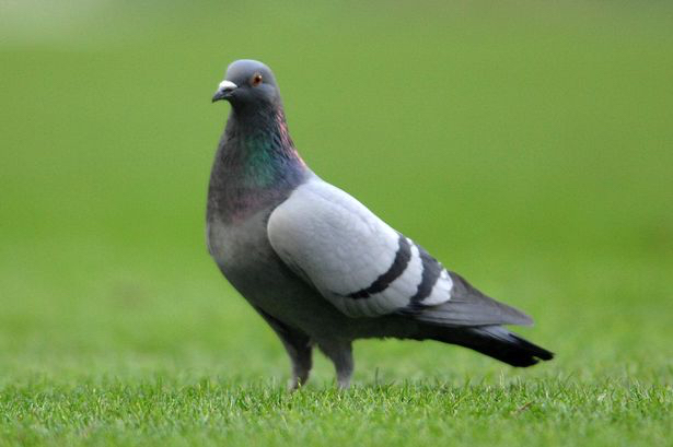 pigeon1