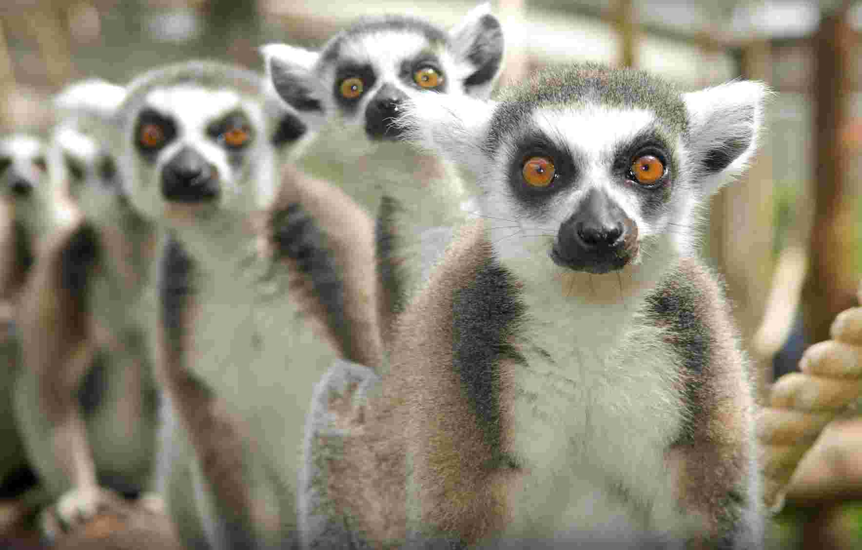 Blackpool Zoo