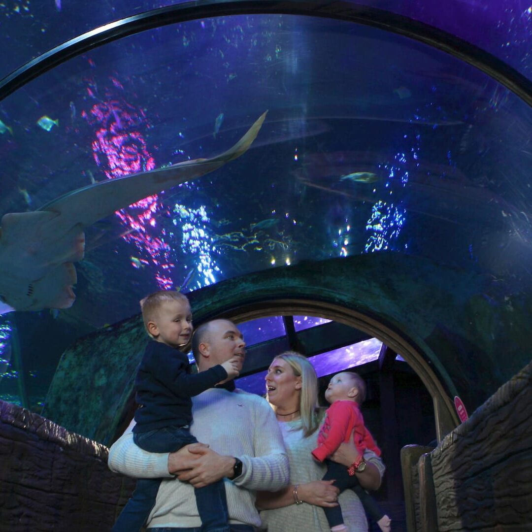 sea life sea life